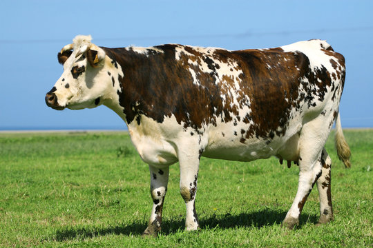 vache normande