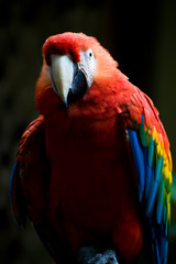 Naklejka premium Scarlet Macaw Parrot