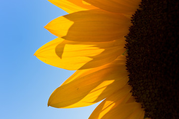 Bright yellow sunflower petals on the blue sky background