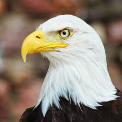 Obraz premium Aigle