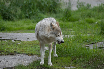Wolf grinning