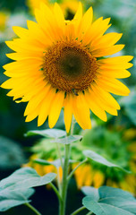 Sunflower background for your design