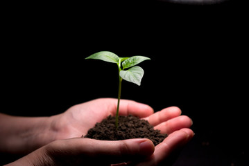 plant in hands