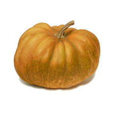 ZUCCA  tipico ortaggio d'autunno simbolo della festa Halloween