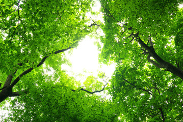 green leaves background