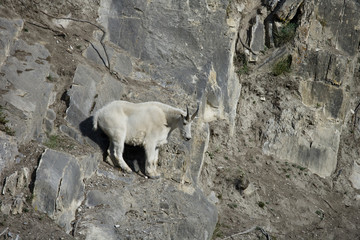 Billy Mountain Goat looking down, Jasper National Park