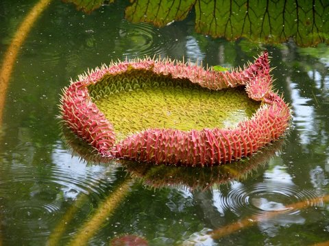 N&eacute;nuphar