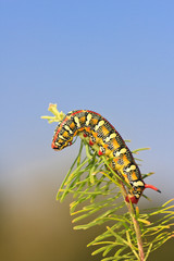The spurge hawk-moth having a snack.
