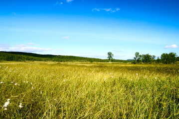 Obraz premium north mountain tundra and grass