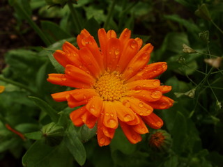 flower orange