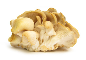 Oyster mushrooms Pleurotus ostreauts