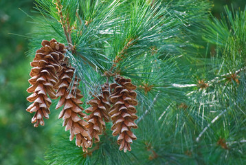 Naklejka na ściany i meble Pine cones hanging from a pine tree branch
