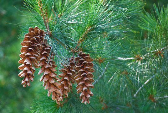 Pine cones hanging from a pine tree branch