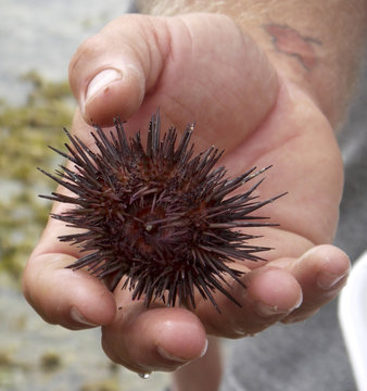 Mans Hand Holding A Sea Urchin