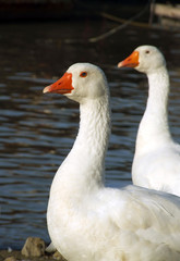 Couple of geese standing near the river