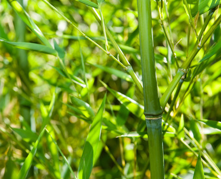 golden bamboo-phyllostachys aurea
