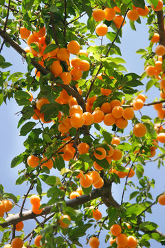 apricots on tree isolated over blue sky