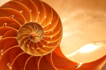 Gordijnen Split nautilus seashell showing inner float chambers © KMNPhoto