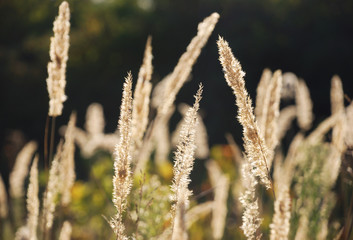Fototapeta premium dry grass is shinning on a afternoon sun