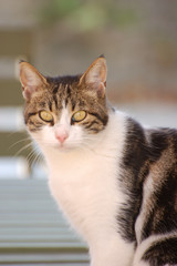 Fototapeta premium Gattina timida