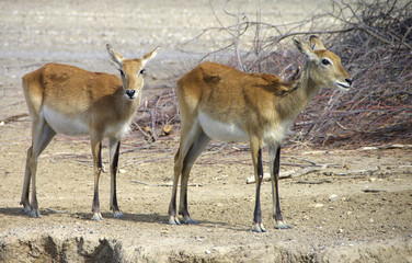 afrique sauvage