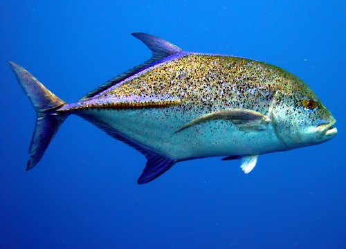 Bluefin Trevally