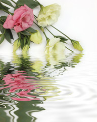 lisianthus flowers with water reflection