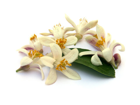 fleurs et feuille d'oranger
