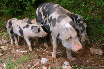 Pigs family