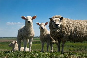 cute sheep family in spring