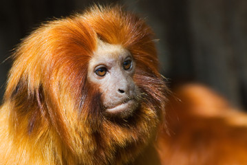 A golden lion tamarin (Leontopithecus rosalia)
