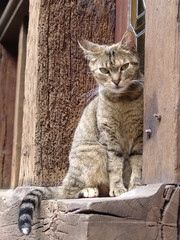 chat
