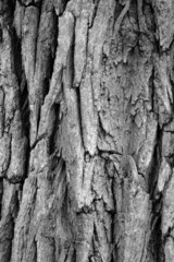 Obraz premium Boston Common and Public Garden, USA..