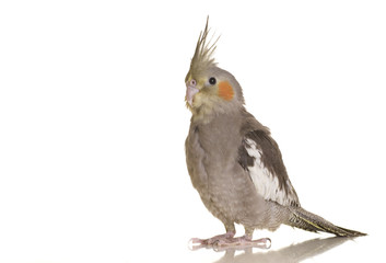 A closeup portrait of a cockatiel against a white background.