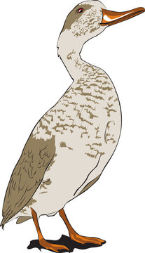 Pato