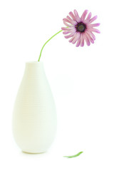 Pink Daisy in a white vase on white background