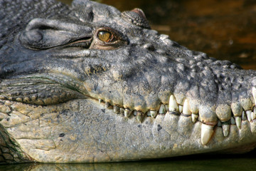 Leistenkrokodil
