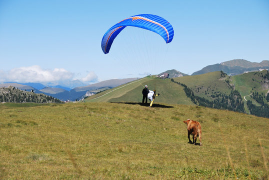 Parapendio e vacca