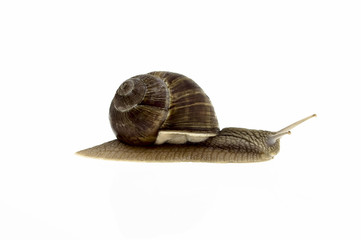 Schnecke