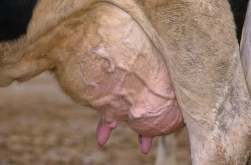 MAMELLES DE VACHE