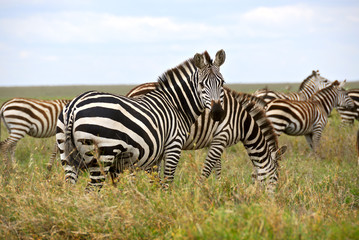 Fototapeta na wymiar Portret Zebra w Serengeti