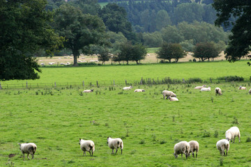 Fototapeta na wymiar sheep grazing