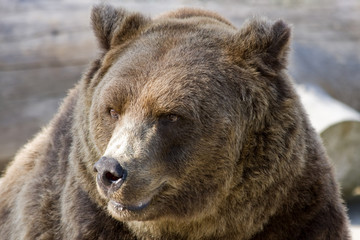 Fototapeta na wymiar Zamknij się z głową nied¼wiedzia grizzly, podczas gdy patrząc