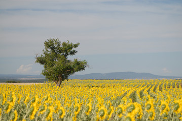 Girasoles y árbol