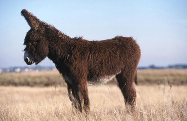 l'anon beaudet de poitou
