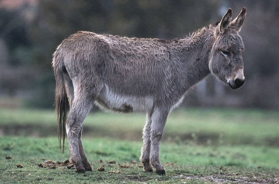 la pose immobile de l'ane miniature