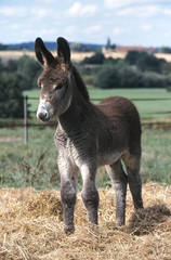 le jeune ane andalou dans la ferme