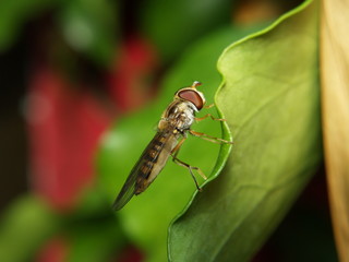 marmelade fly - episyrphus balteatus on a leaf
