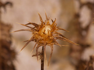 flor del cardo