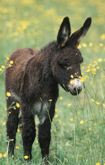 unjeune ane normand vu de pres